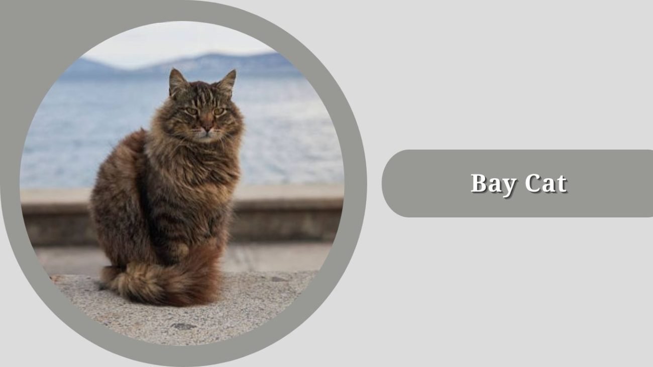 Bay Cat