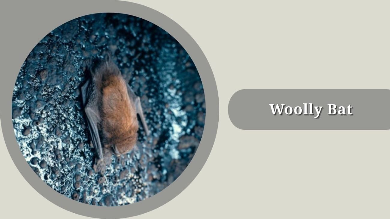Woolly Bat