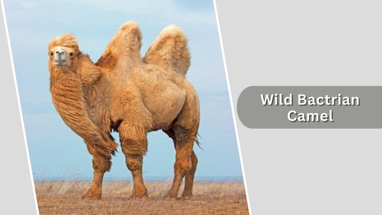 Wild Bactrian Camel