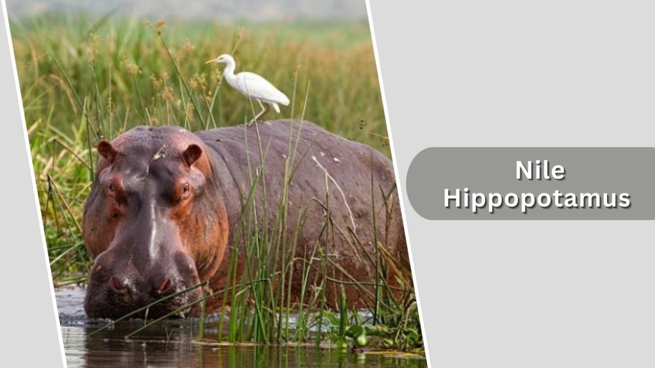 Nile Hippopotamus