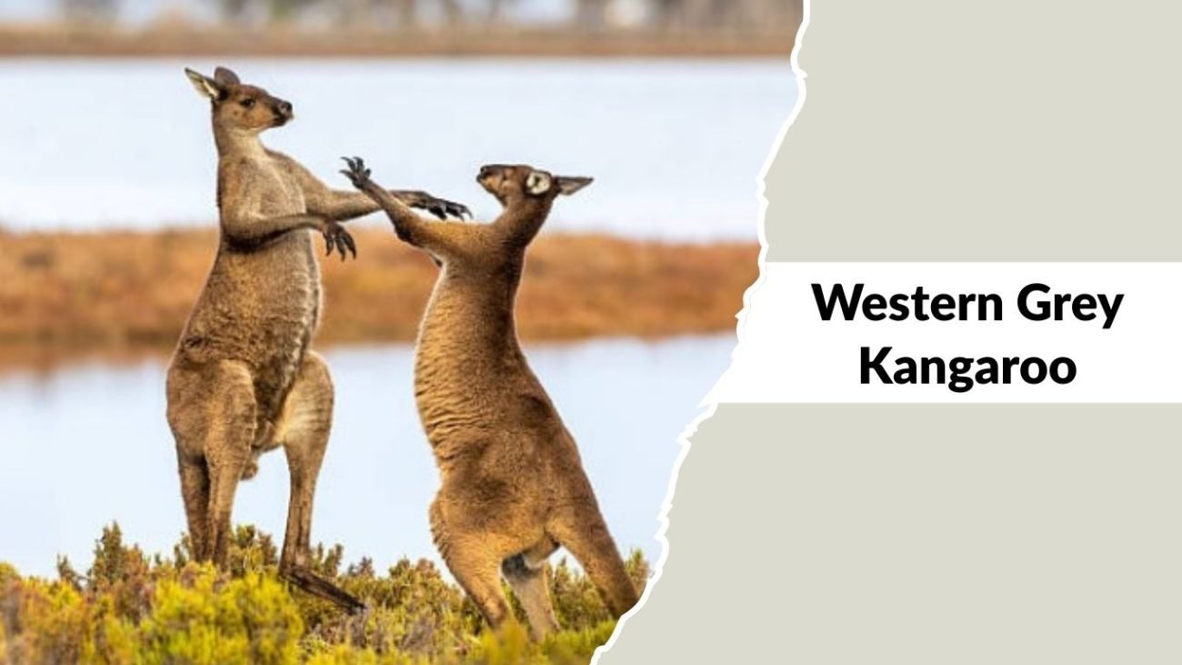 Western Grey Kangaroo Western Grey Kangaroo