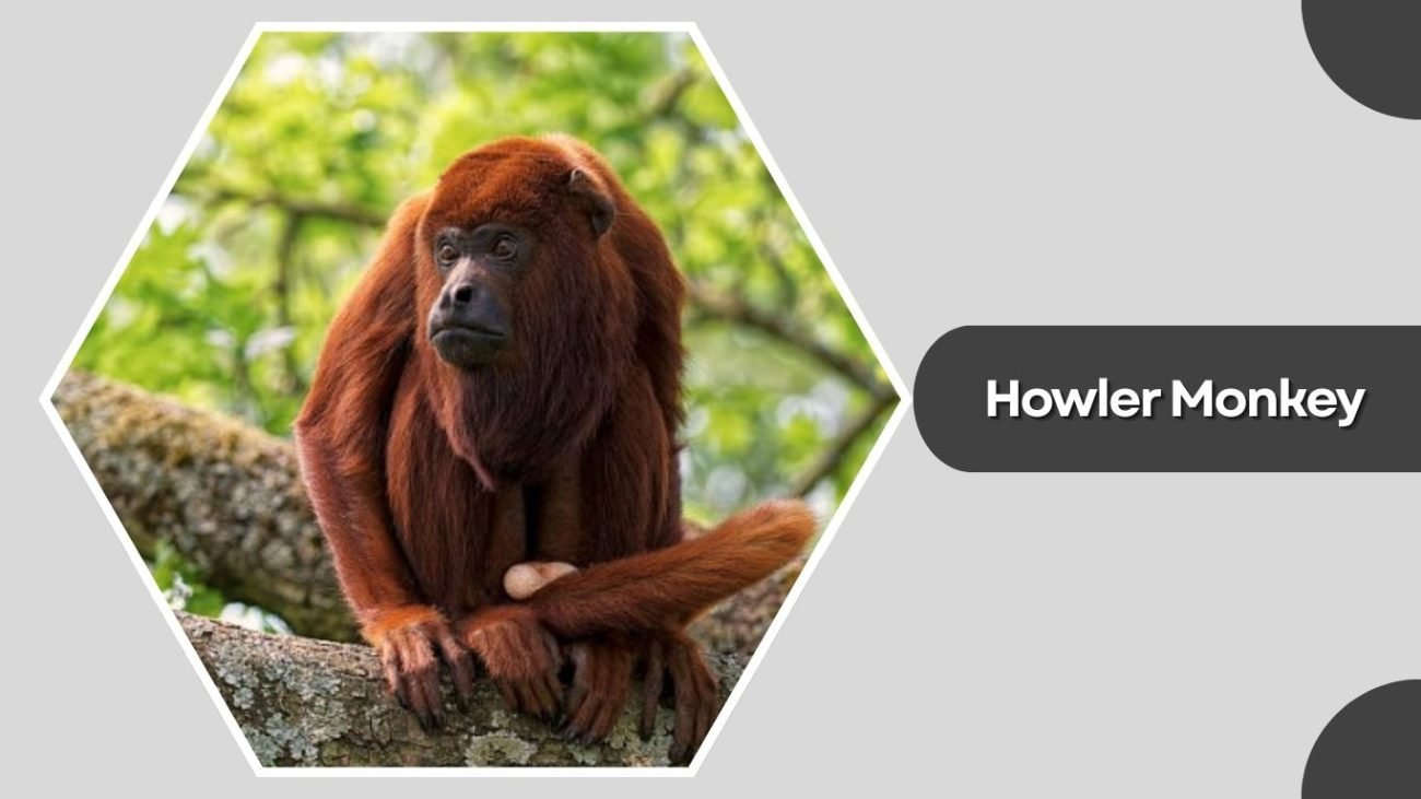 Howler Monkey