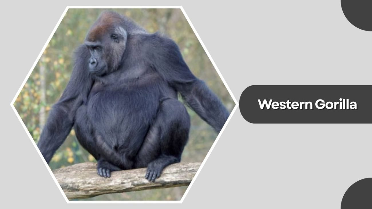 Western Gorilla