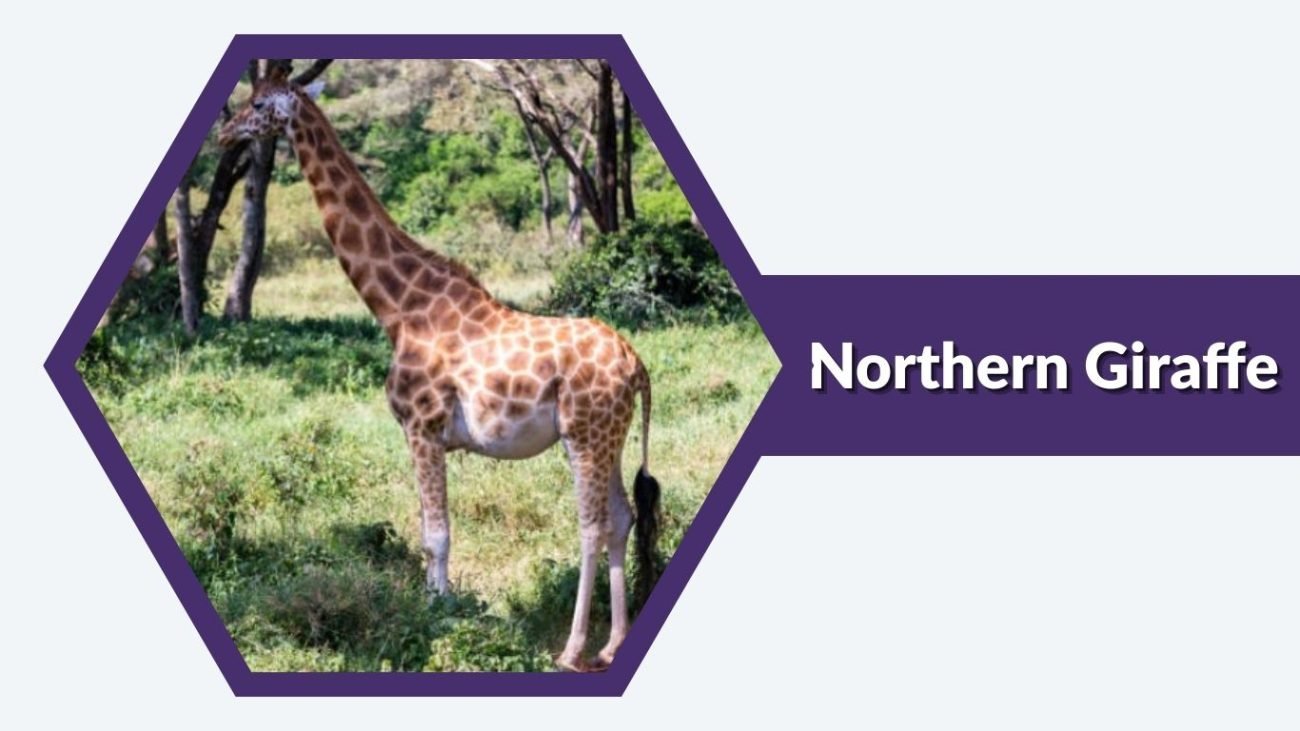 Northern Giraffe Northern Giraffe