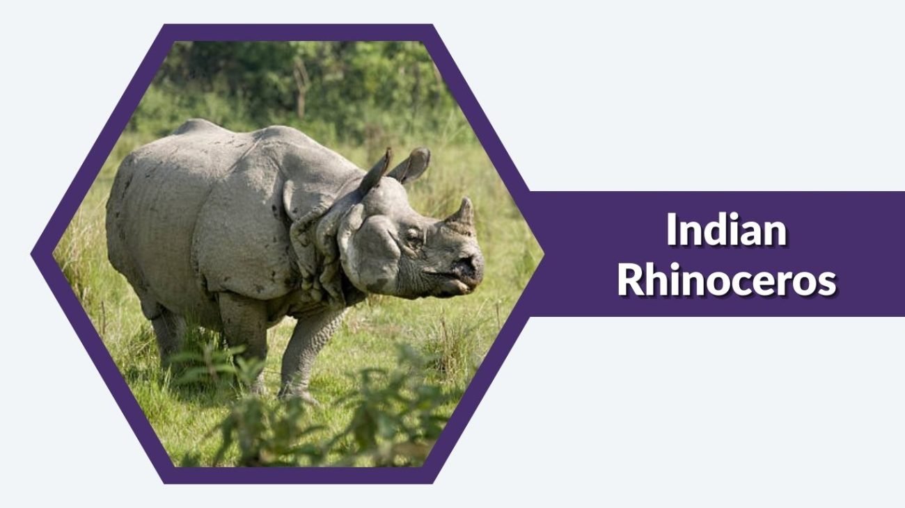 Indian Rhinoceros Indian Rhinoceros