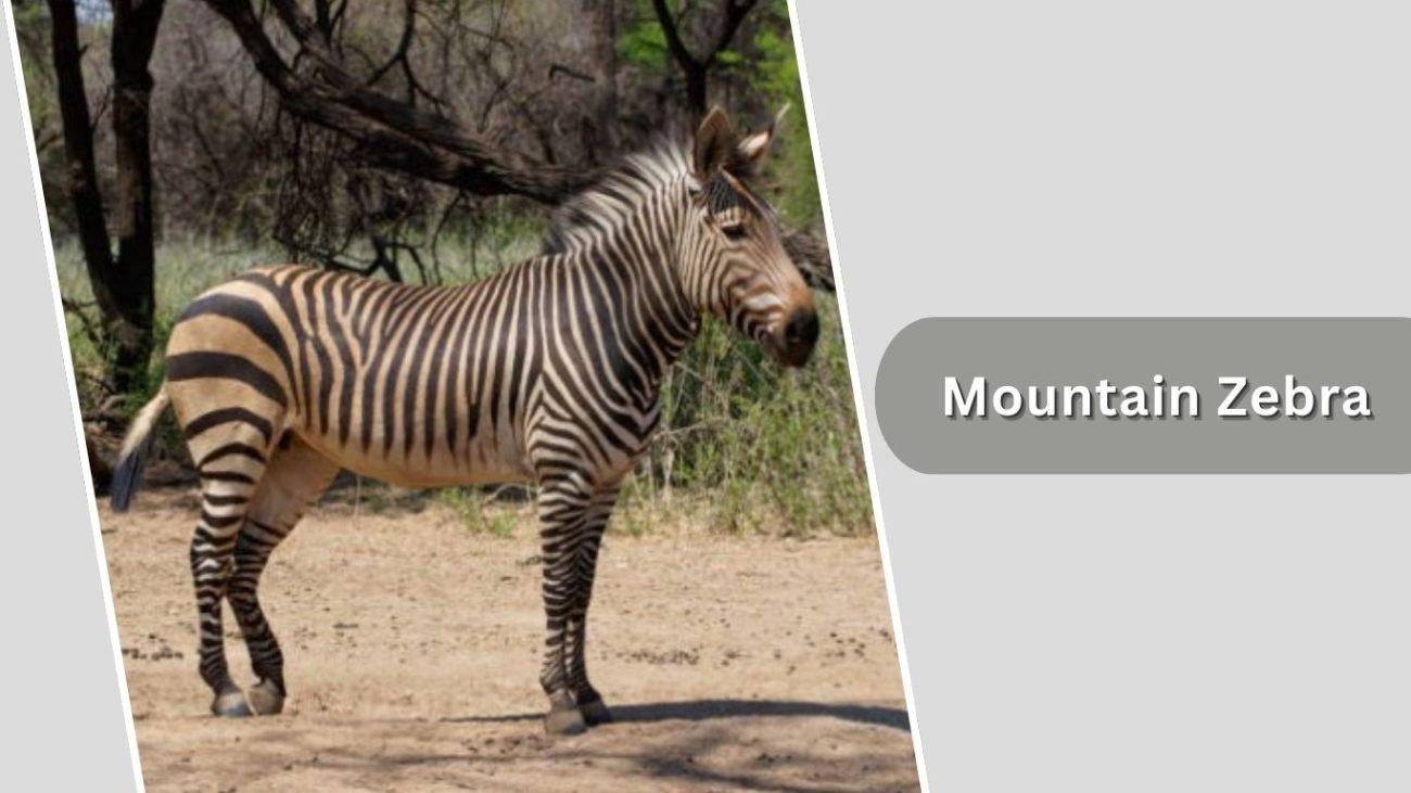 Mountain Zebra