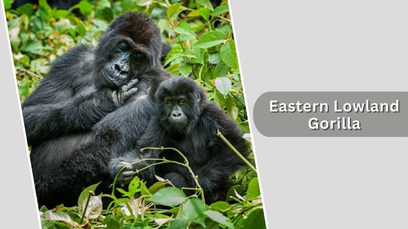Eastern Lowland Gorilla