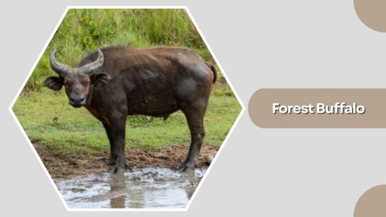 17 Common Types of Buffalo: Identification with Pictures