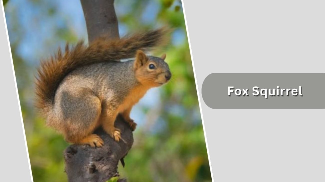 Fox Squirrel Fox Squirrel