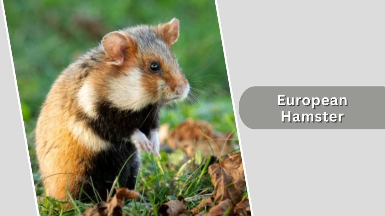 European Hamster European Hamster