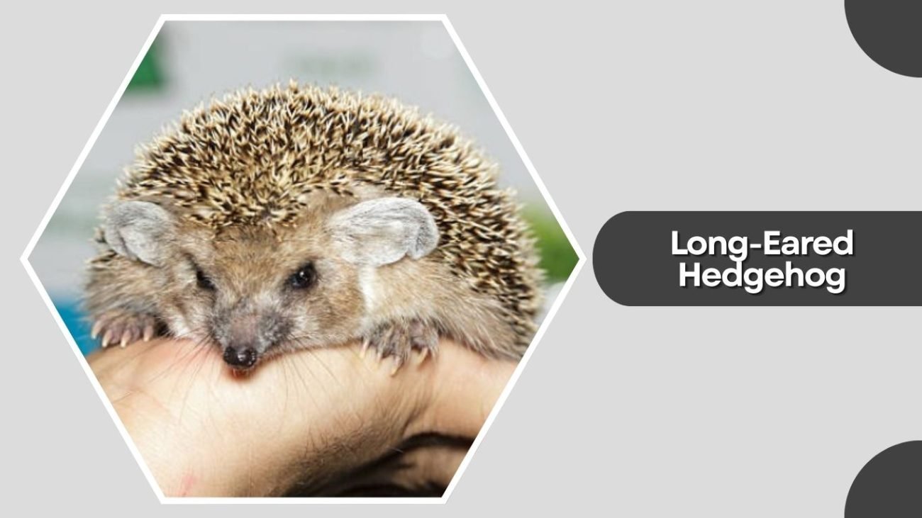 Long-Eared Hedgehog Long-Eared Hedgehog