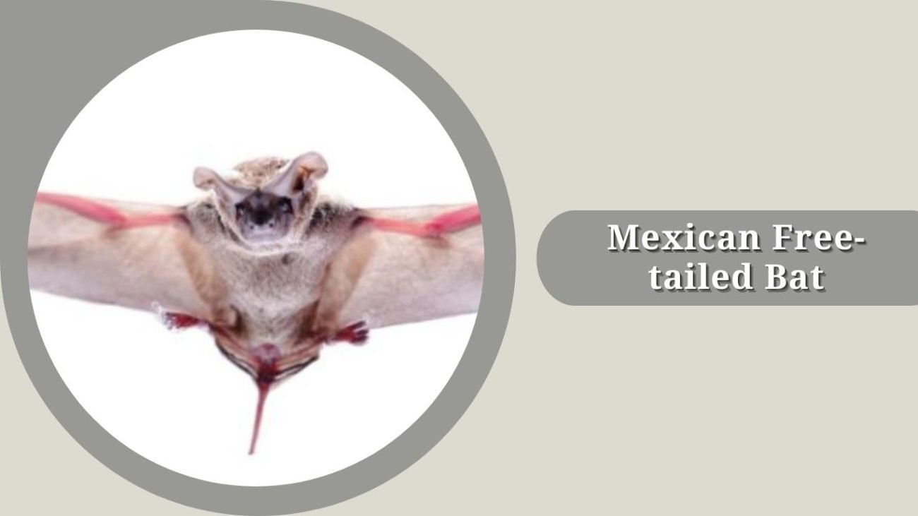 Mexican Free-tailed Bat