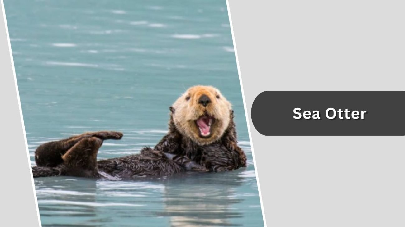Sea Otter