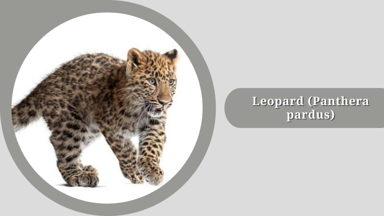 Leopard (Panthera pardus)
