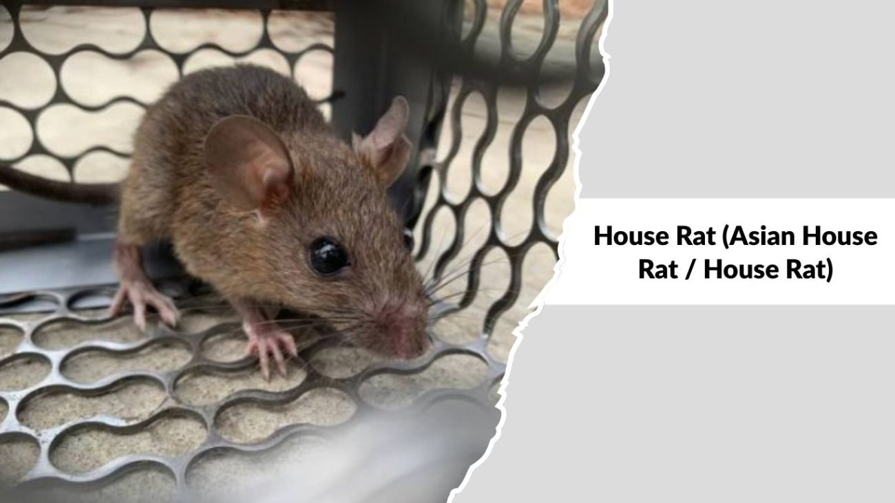 House Rat (Asian House Rat / House Rat)