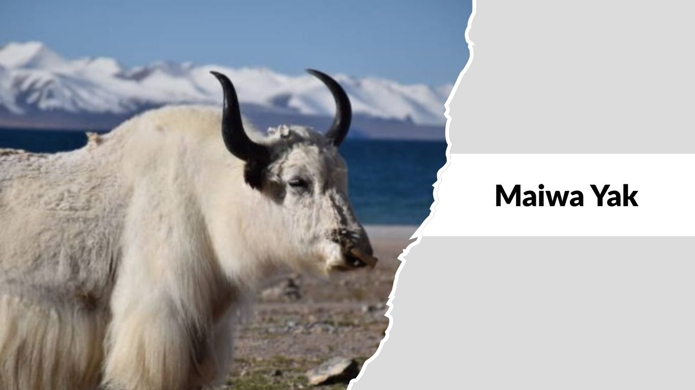 Yakes Types 17 Common Types of Yaks Found Across High-Altitude Regions