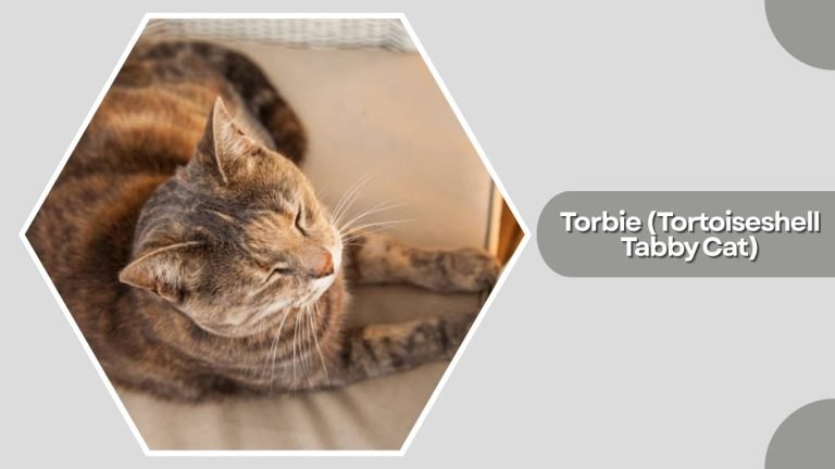 17 Types of Tortoiseshell Cats: All Variations and Color Patterns