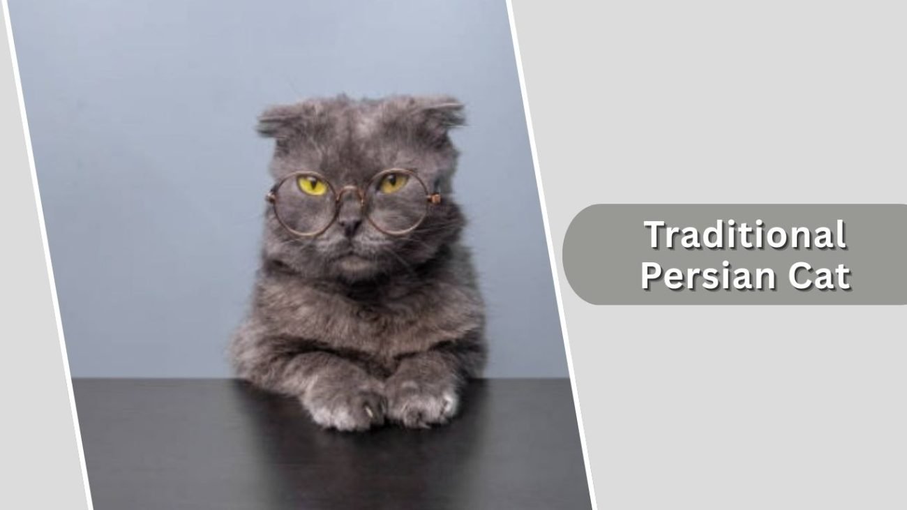 Traditional Persian Cat