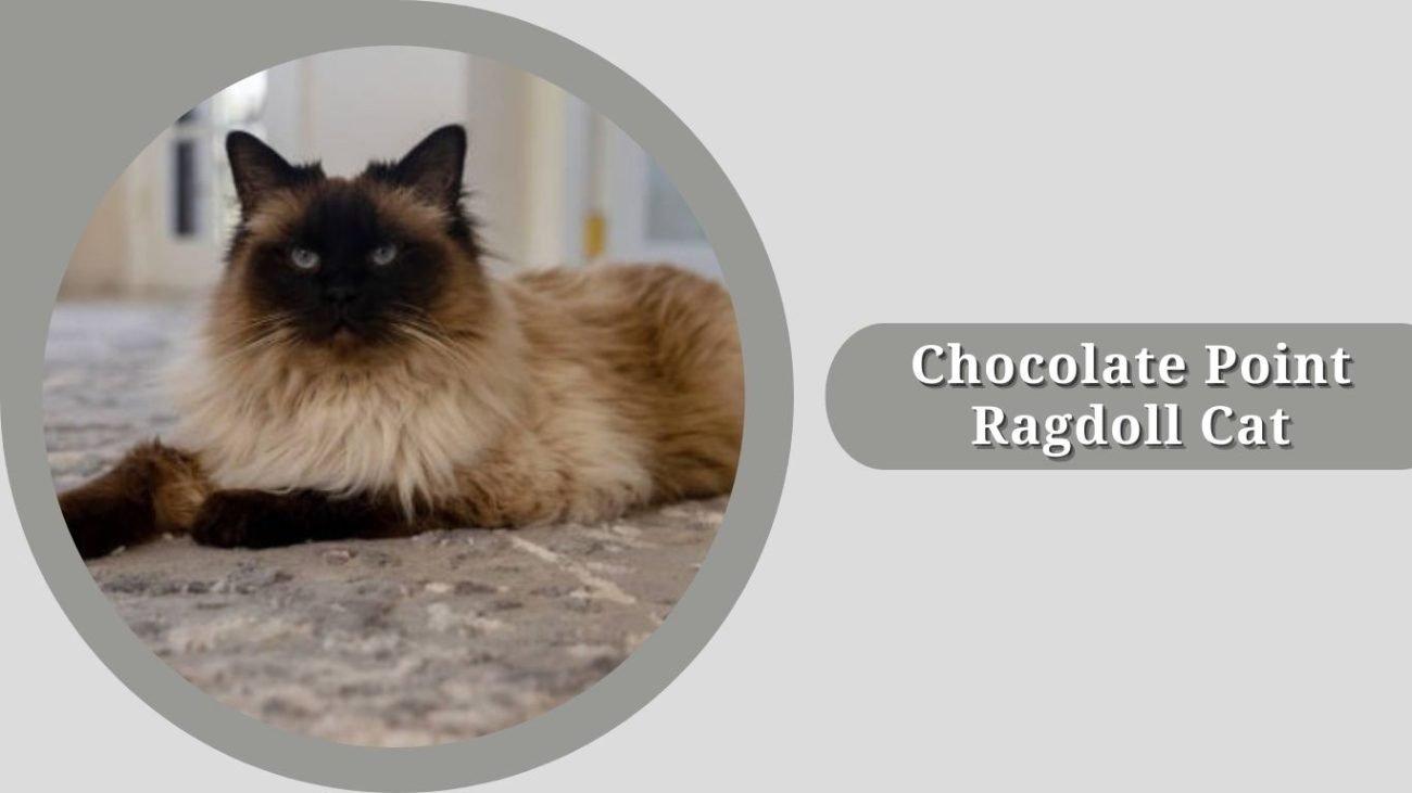 Chocolate Point Ragdoll Cat