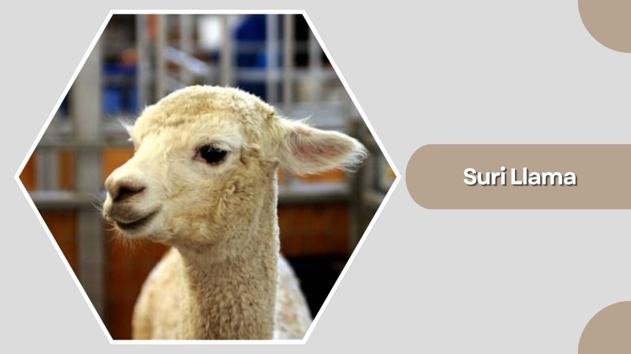 Suri Llama