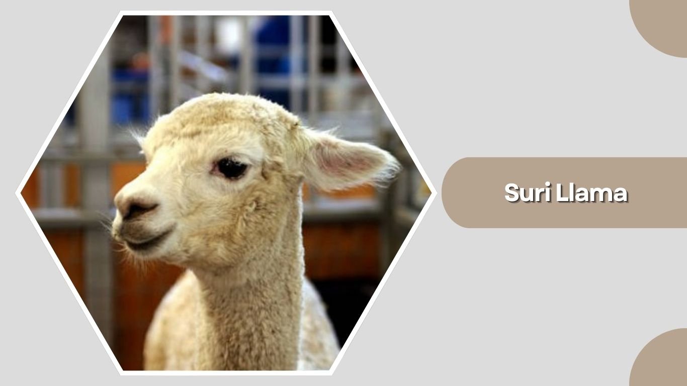 7 Common Types of Llama: Species Identification with Pictures