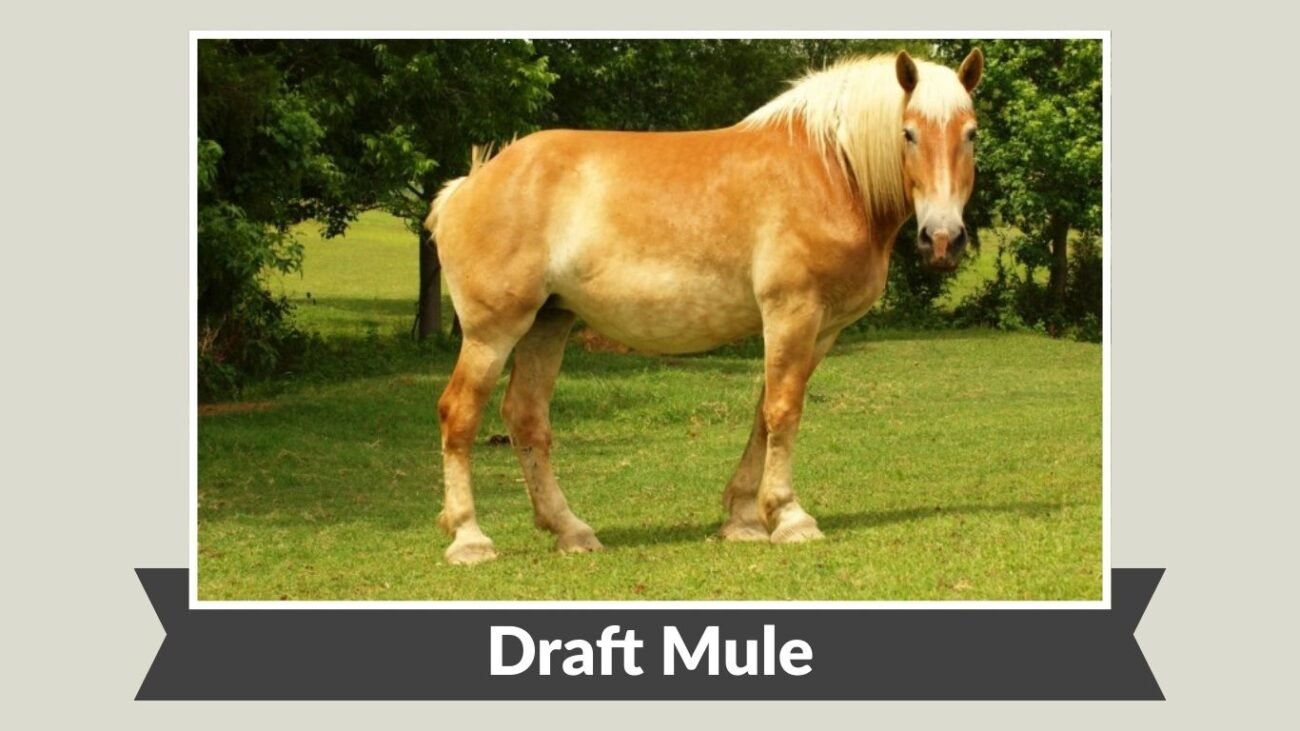 Draft Mule