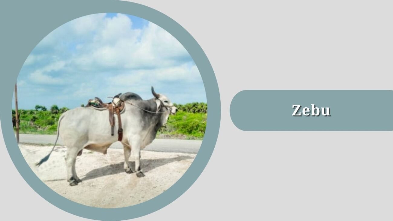Zebu