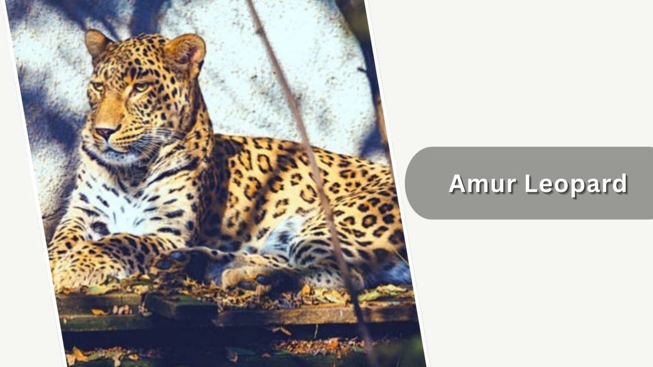 Amur Leopard