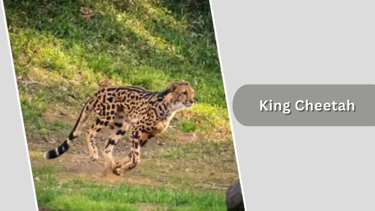 5 Types of Cheetahs: Unique Subspecies Across Africa and Asia