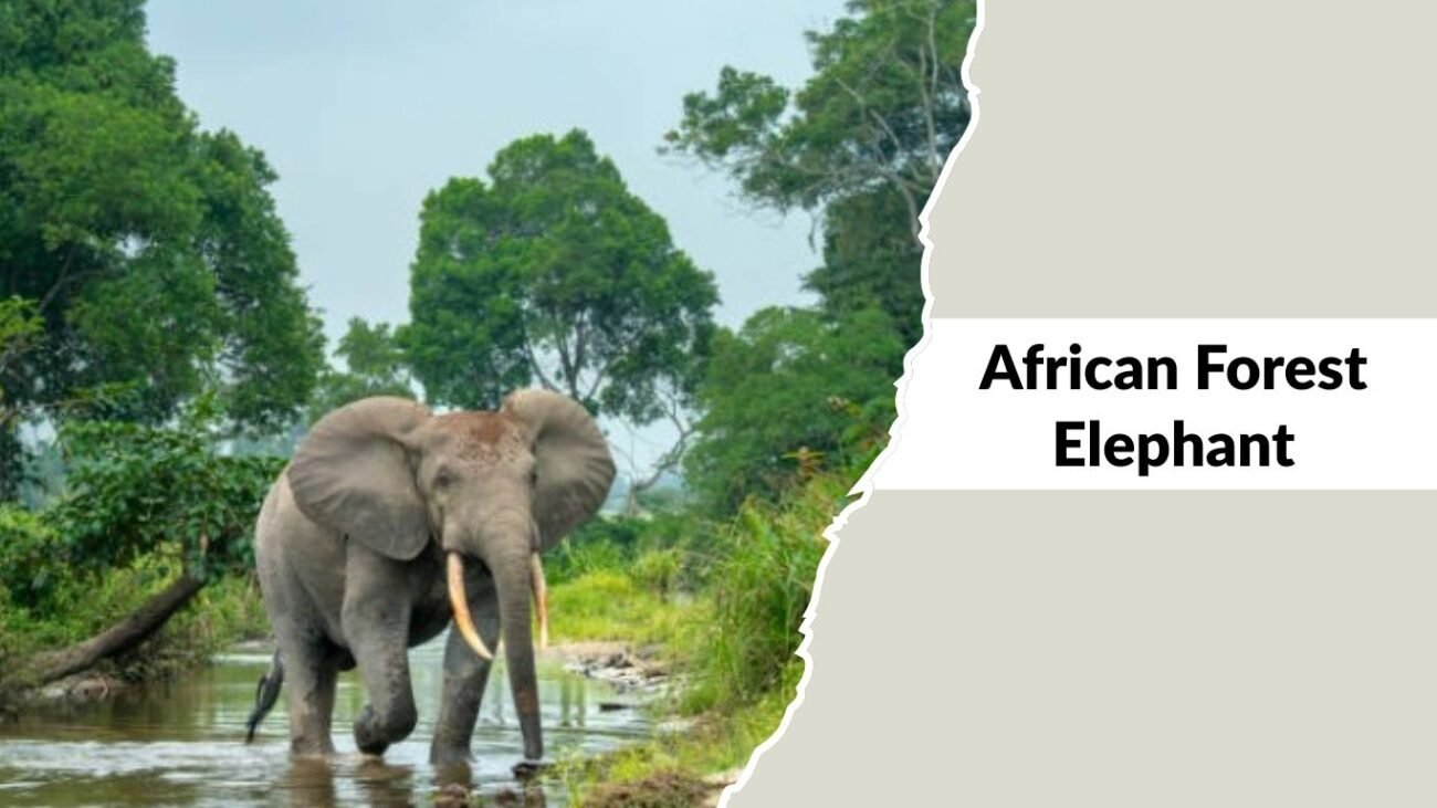 African Forest Elephant