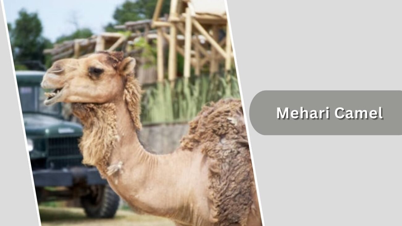 Mehari Camel