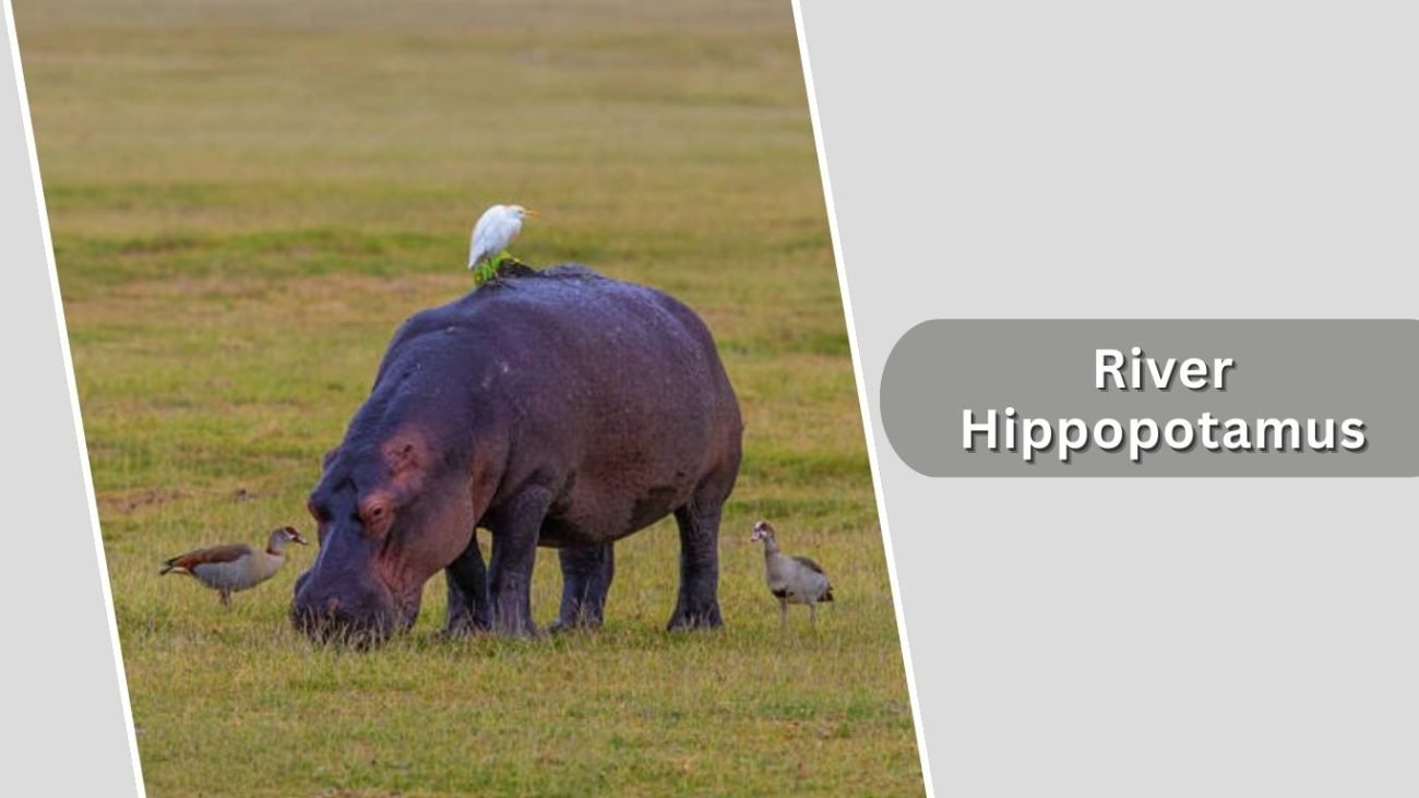 River Hippopotamus