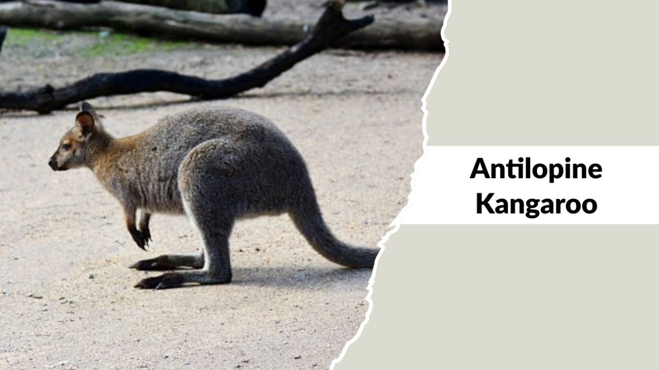 21 Types of Kangaroos: Different Species Identification with Pictures