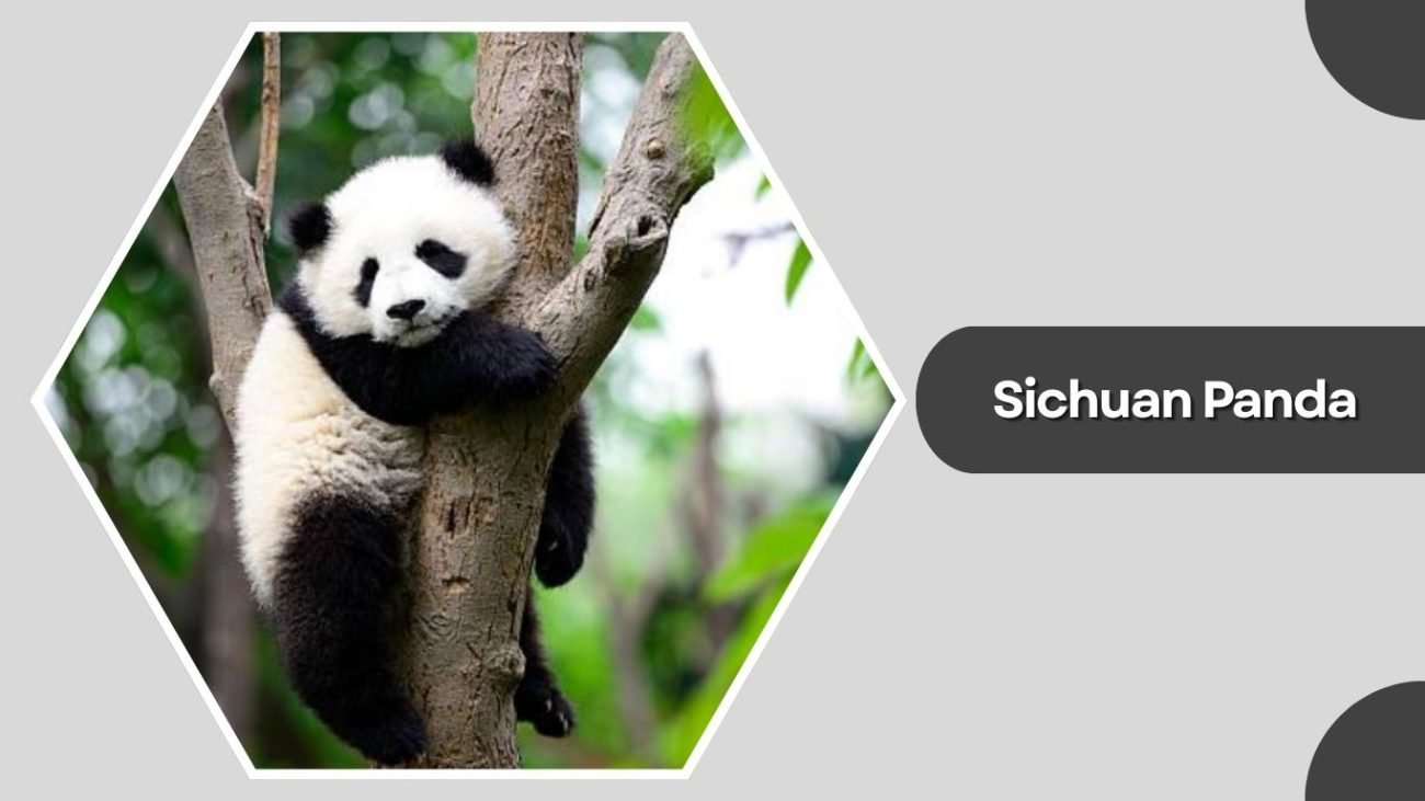 Sichuan Panda