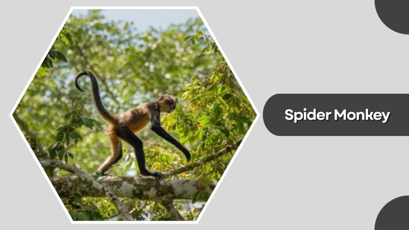 Spider Monkey