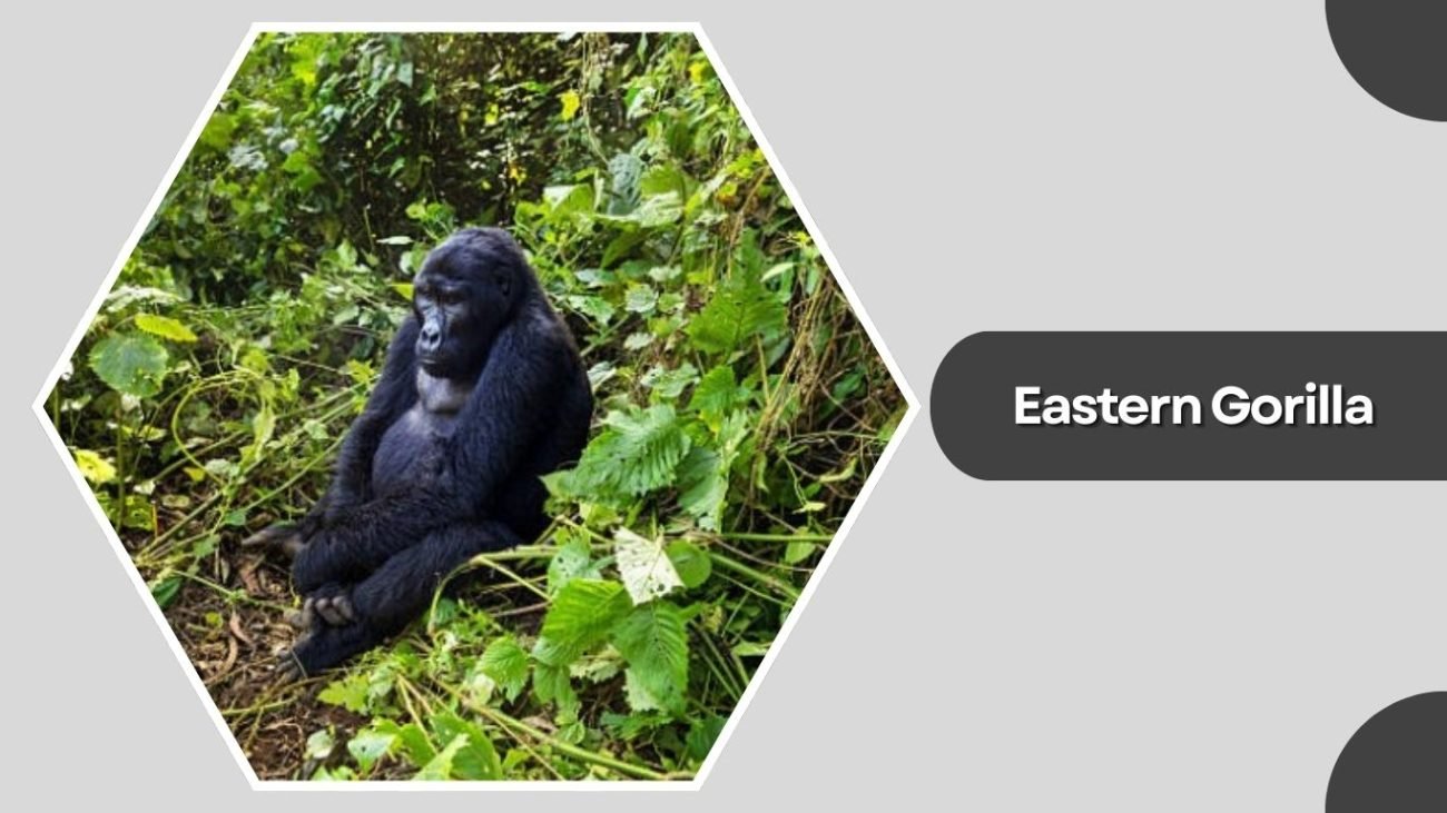 Eastern Gorilla