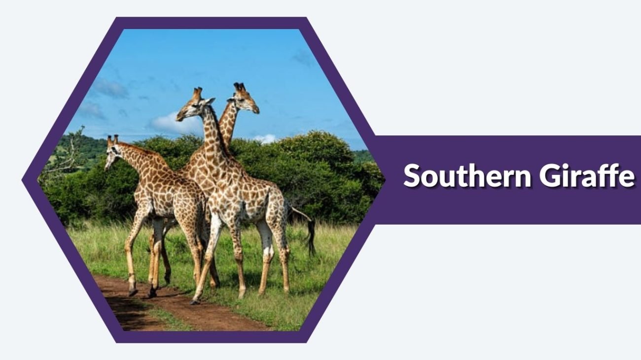 Southern Giraffe Southern Giraffe