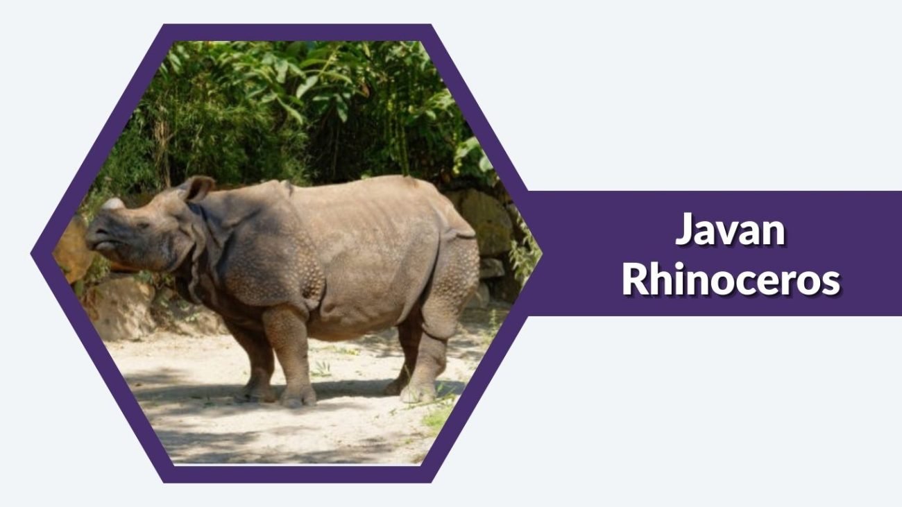Javan Rhinoceros Javan Rhinoceros