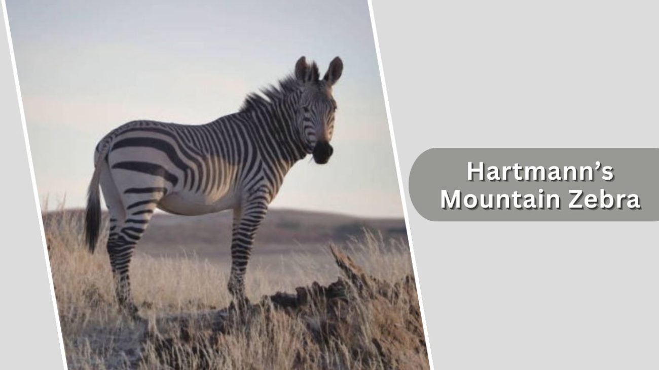 Hartmann’s Mountain Zebra Hartmann’s Mountain Zebra