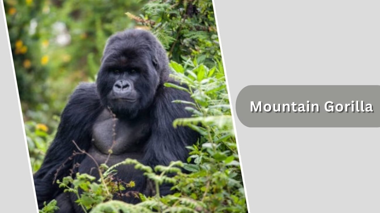 Mountain Gorilla