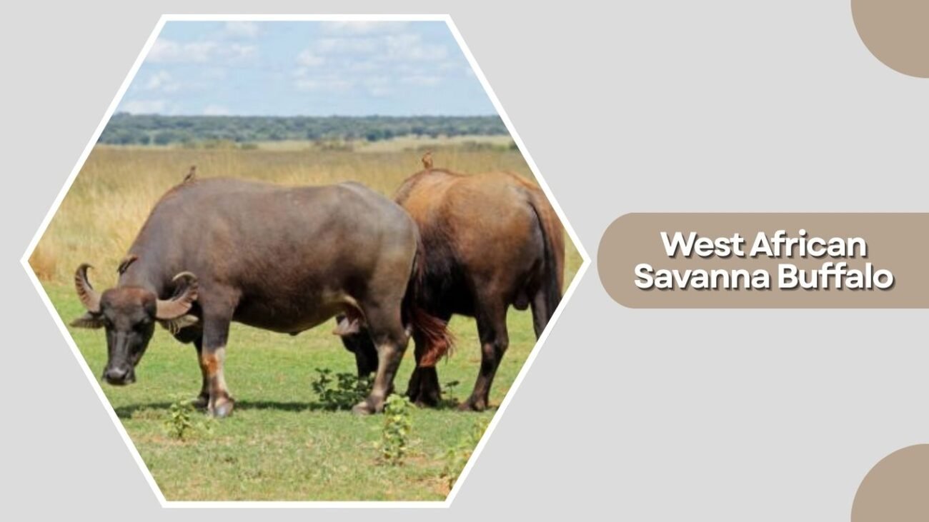 West African Savanna Buffalo