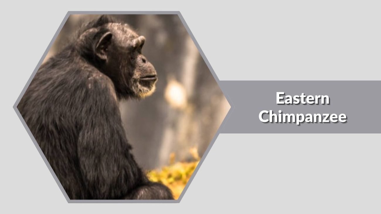 Eastern Chimpanzee