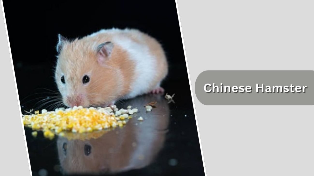 Chinese Hamster Chinese Hamster