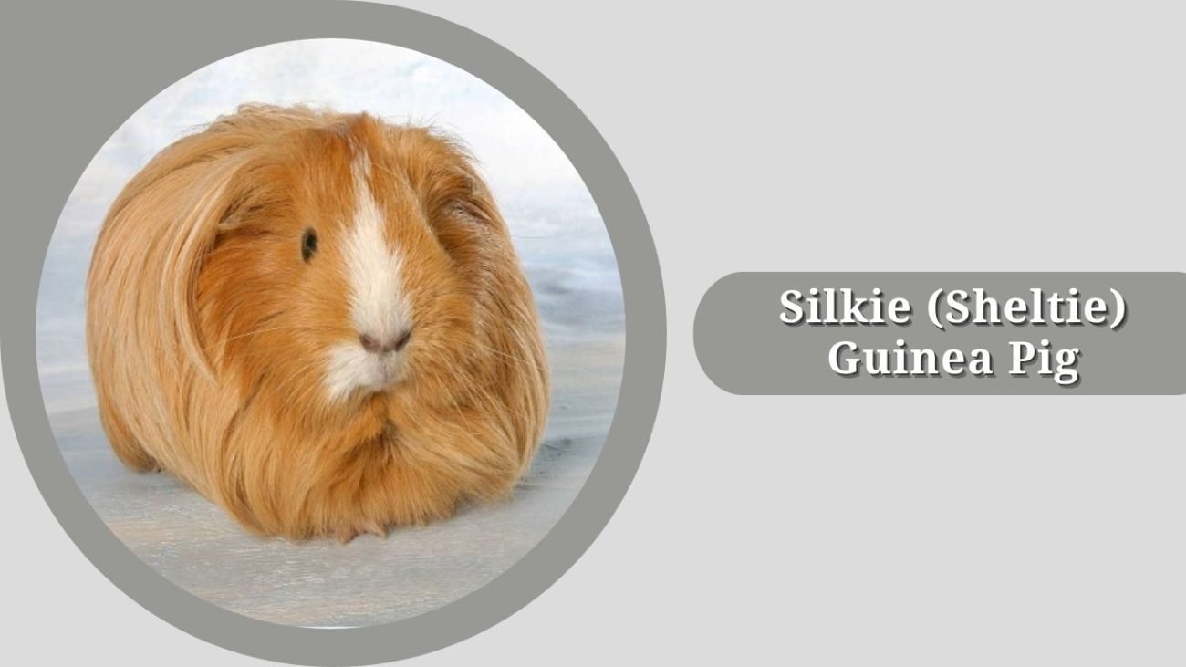 Silkie (Sheltie) Guinea Pig Silkie (Sheltie) Guinea Pig