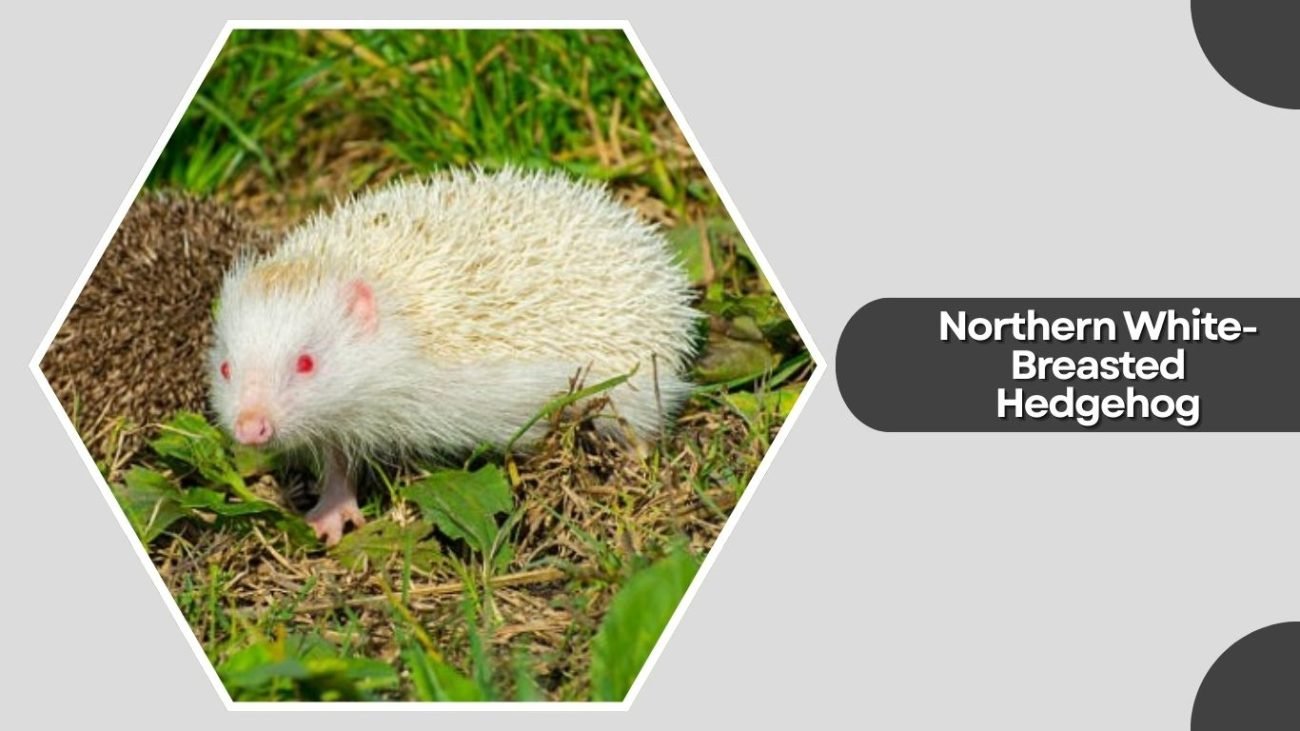 Northern White-Breasted Hedgehog Northern White-Breasted Hedgehog