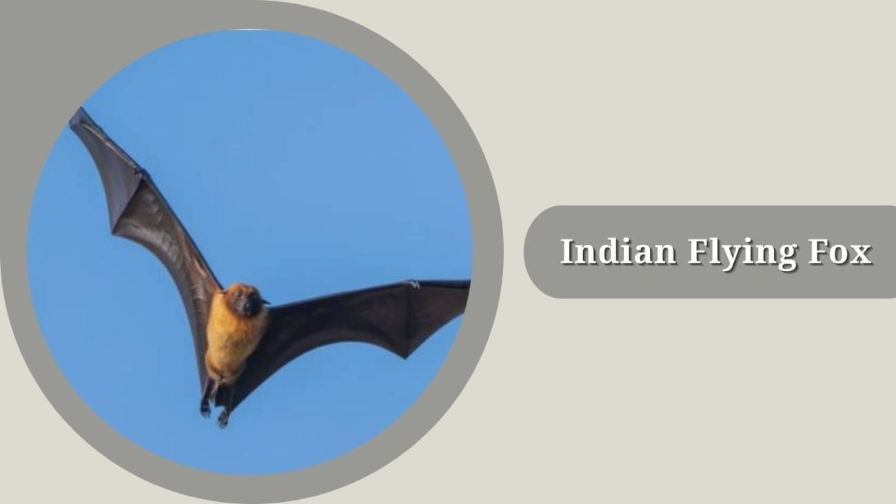 Indian Flying Fox