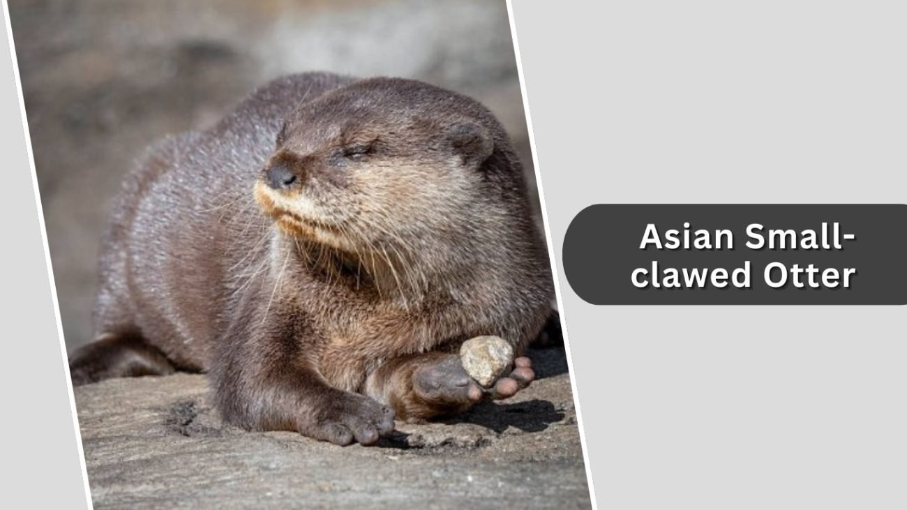 Asian Small-clawed Otter