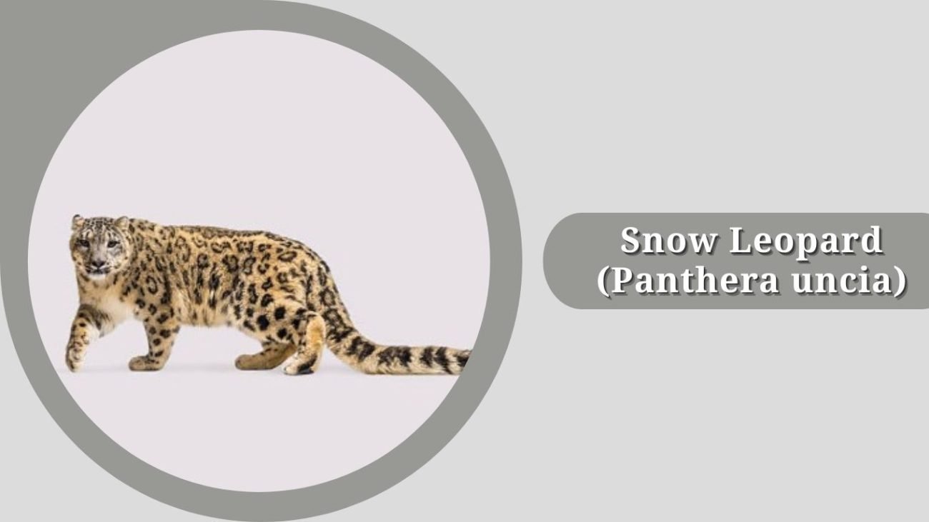 Snow Leopard (Panthera uncia)