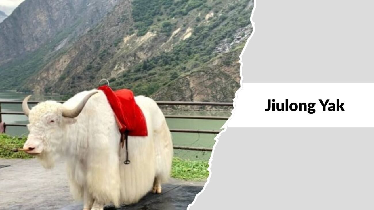 Jiulong Yak