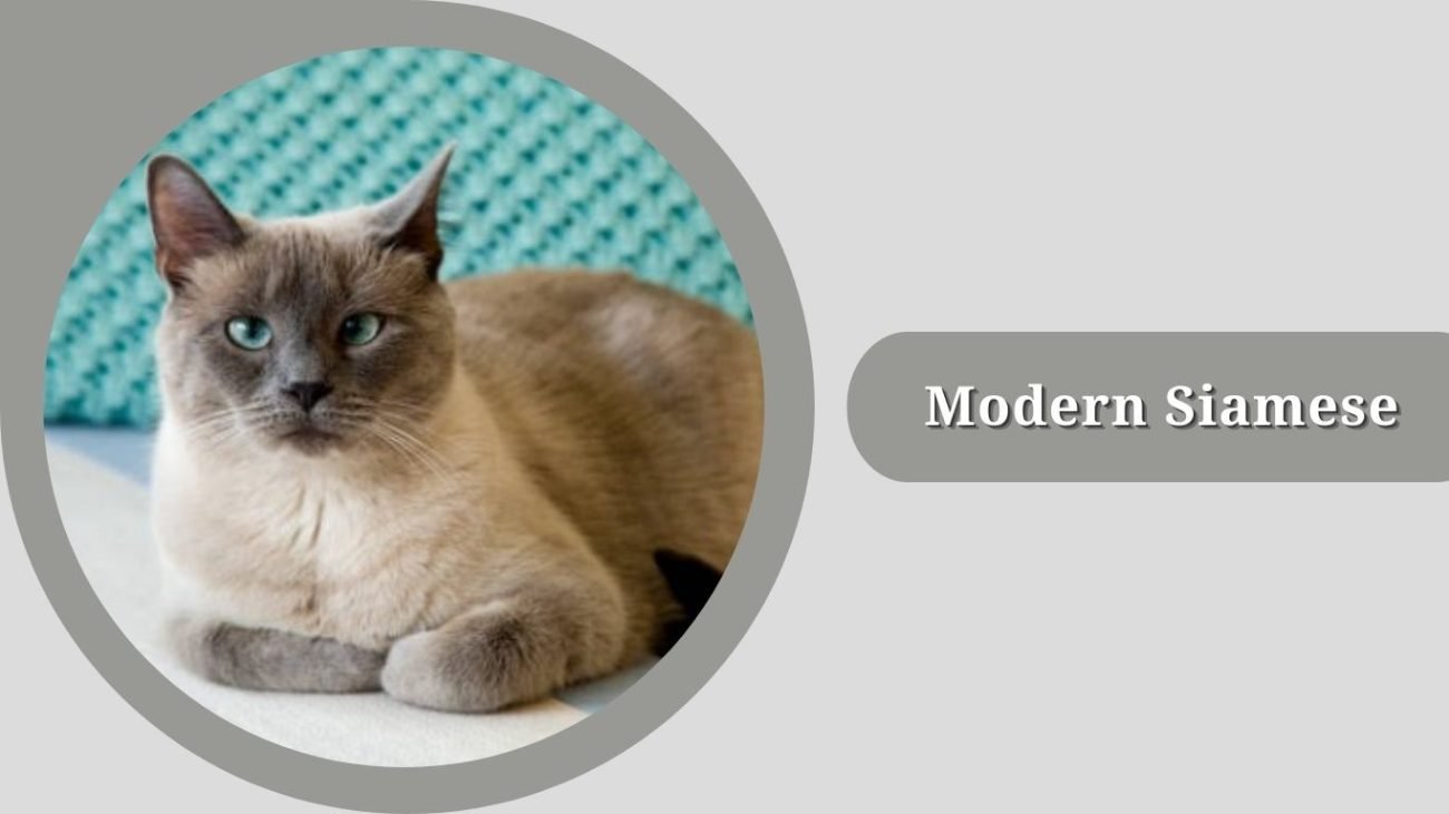 Modern Siamese (Wedge-Head Siamese)